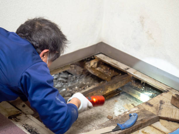 Best Mold Testing and Removal  in Byng, OK