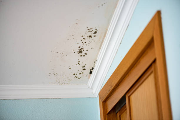 Best Mold Removal Company Near Me  in Byng, OK