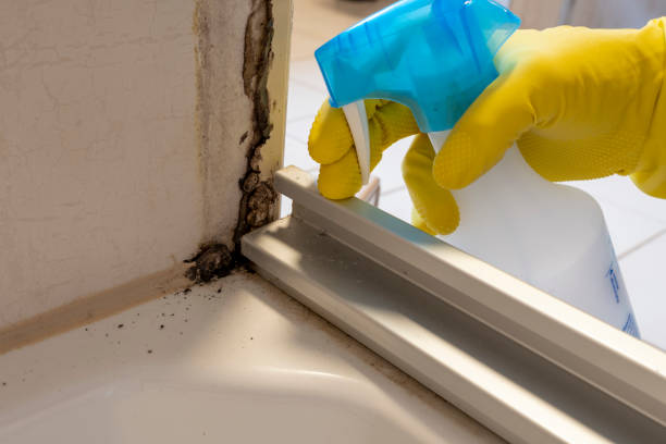 Best Mold Remediation Experts  in Byng, OK