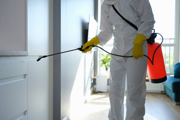 Best Home Mold Removal  in Byng, OK