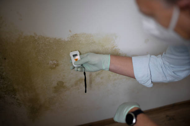 Mold Testing and Removal in Byng, OK